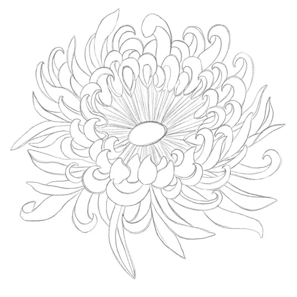 Sketches Flowers Minimalistic Illustration Chrysanthemum Idea Logo Poster Postcard Tattoo — Stock Photo, Image