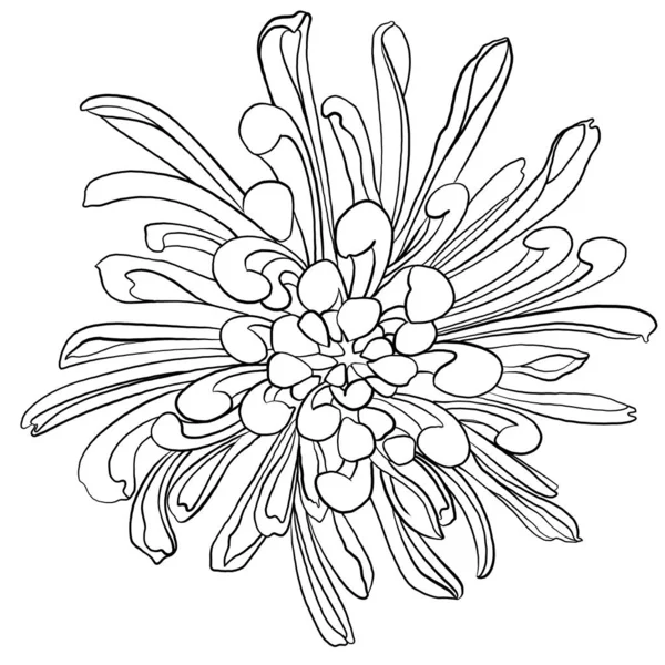 Sketches Flowers Minimalistic Illustration Chrysanthemum Idea Logo Poster Postcard Tattoo — Stock Photo, Image