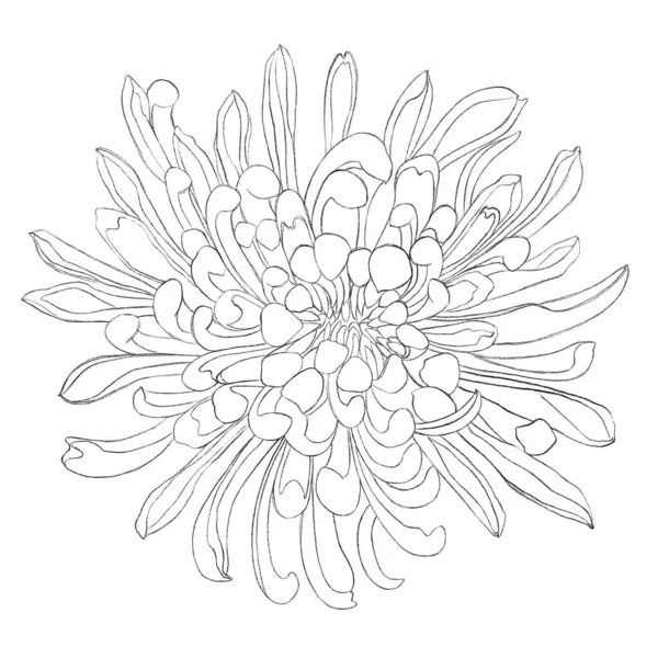 Çiçek Çizimleri Kasımpatı Ile Minimalist Illüstrasyon Logo Poster Kartpostal Dövme — Stok fotoğraf