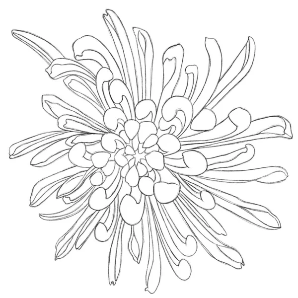 Bocetos Flores Ilustración Minimalista Con Crisantemo Idea Para Logo Póster —  Fotos de Stock