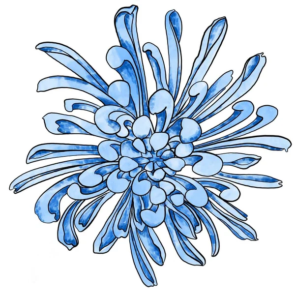 Illustration of a blue chrysanthemum. Minimalistic sketch of a flower in yellow.