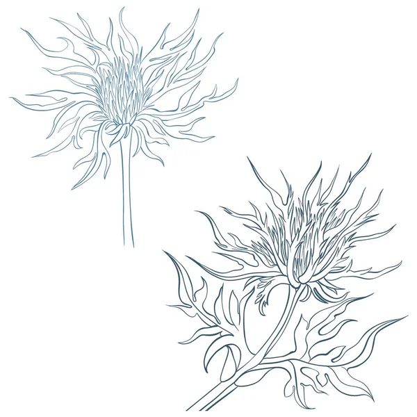 Βοτανική Απεικόνιση Του Ερυγγίου Ρεαλιστική Απεικόνιση Του Λουλουδιού Eryngium Για — Φωτογραφία Αρχείου