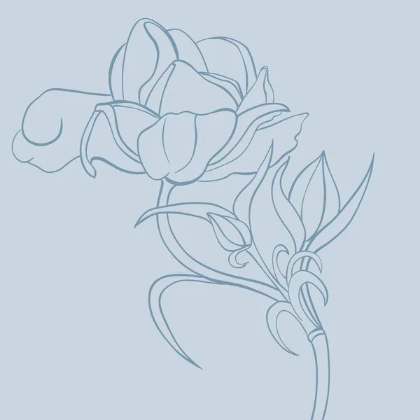 Minimalistic illustration of a ranunculus flower. Linear sketch of ranunculus. Illustration for postcard, poster. T-shirt print, clothes, invitations.