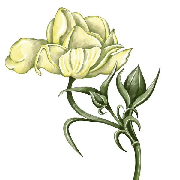 Realistyczny Szkic Kwiatu Ranunkulus Kwiat Żółto Zielonych Odcieniach Ilustracja Pocztówkę — Zdjęcie stockowe