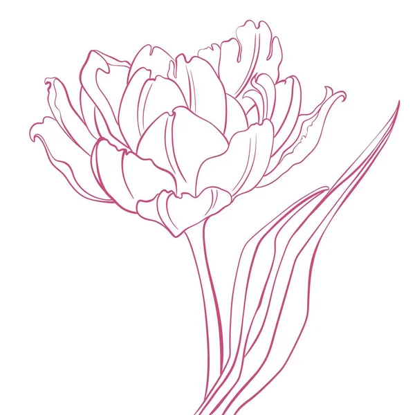 Stylized illustration of a tulip. Print for postcards, invitations, posters. T-shirt print. Pink tulip.