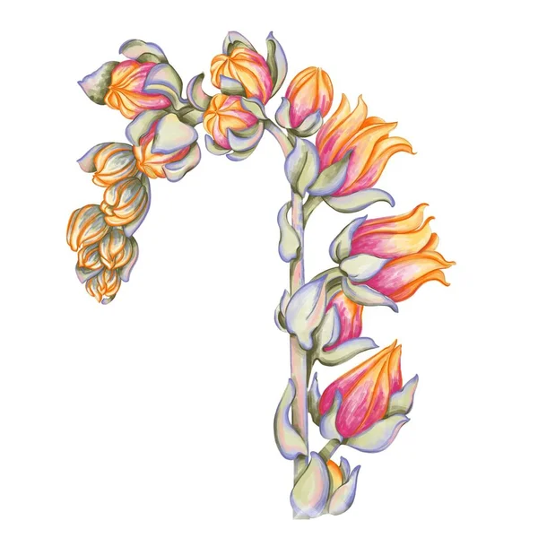 Abstract Background Illustration Hand Drawn Echeveria Flower Print Color Flower — Zdjęcie stockowe