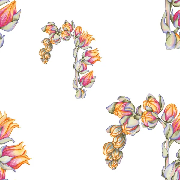 Patrón Sin Costuras Con Equeverias Dibujadas Color Impresión Floral Para — Foto de Stock