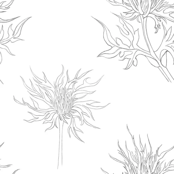 Seamless Pattern Hand Painted Eryngiums Print Flowers White Background Pattern — Foto de Stock