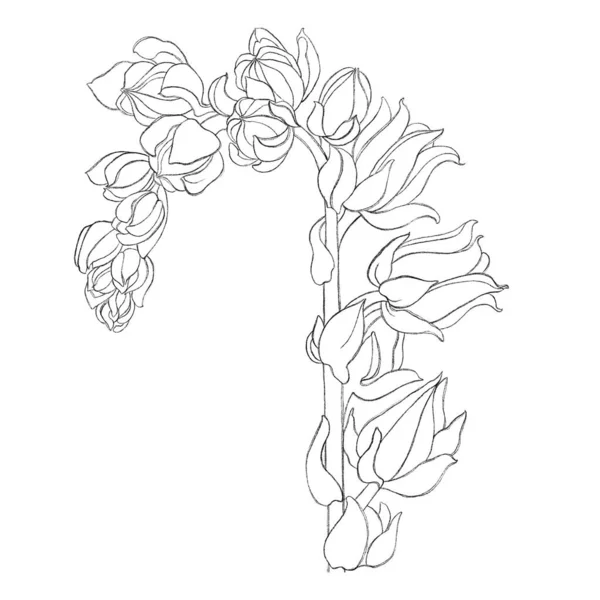 Line Illustration Echeveria Floral Minimalist Sketches Idea Logo Poster Postcard — Stok fotoğraf