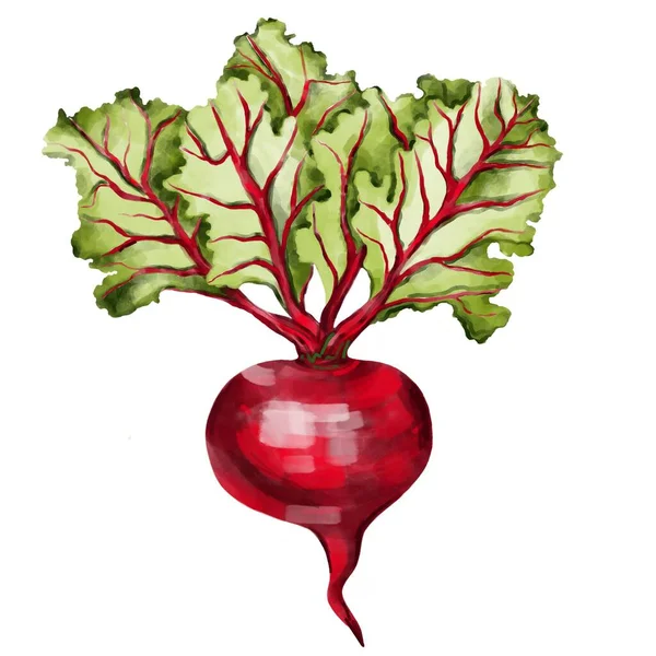 Realistic illustration of a beetroot. Illustration for kitchen, poster, logo. Print for printing on clothes, stickers, postcards, for kitchen textiles, and accessories.