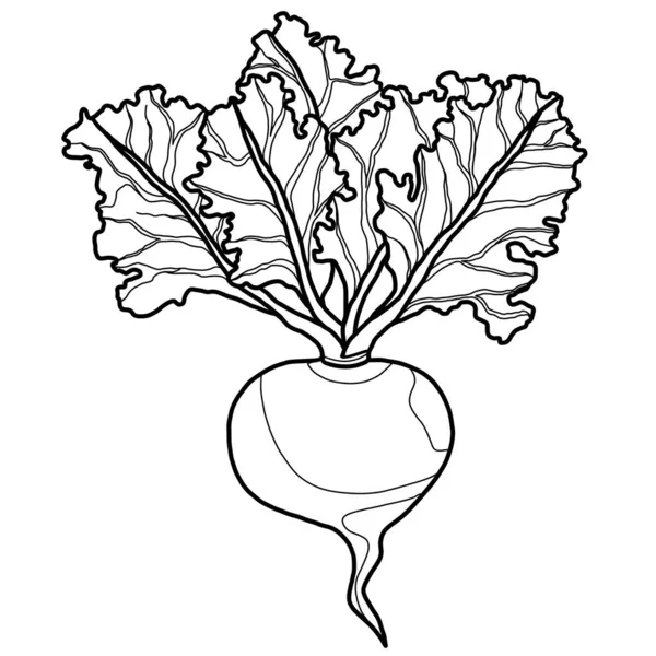 A minimalistic food illustration with a picturesque beetroot. Linear image of vegetables. Print for vegan shop logo, poster, accessories, flyers.