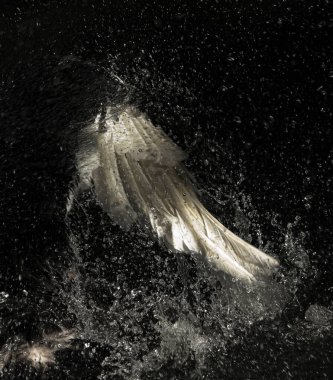 S Kuğu 'nun kanadı banyo yapıyor.