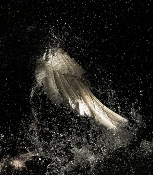 S Kuğu 'nun kanadı banyo yapıyor.