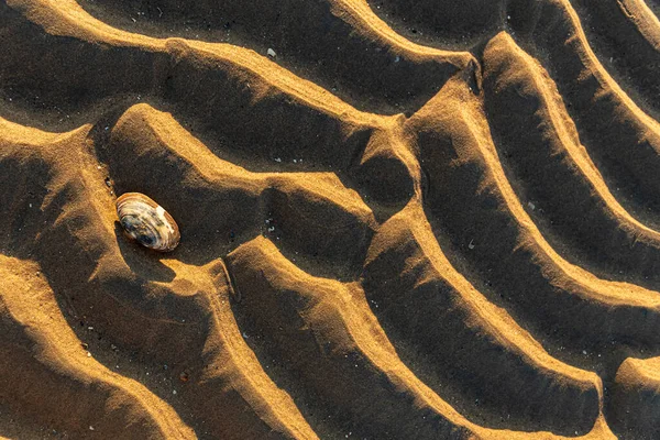 Kabuklu kum dalgaları