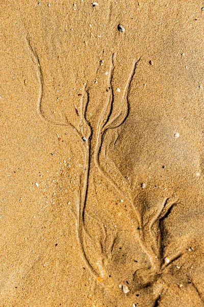 Kumsalda kumlara oyulmuş soyut şekiller.