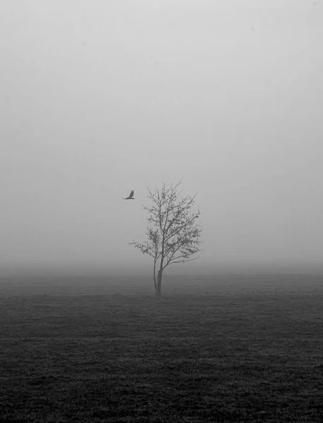 Albero Nella Nebbia — Foto Stock