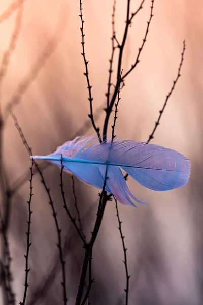 Koyu dikenli beyaz tüy