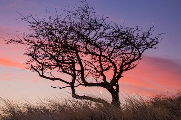 ay ve kırmızı bulutlu güçlü bir ağaç 