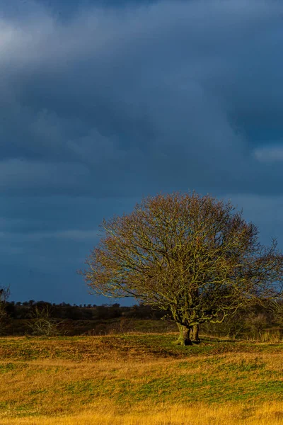 Fırtına sırasında kara bulutlu ağaç