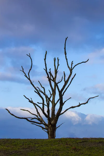Mavi gökyüzü olan kumullarda çıplak ağaç