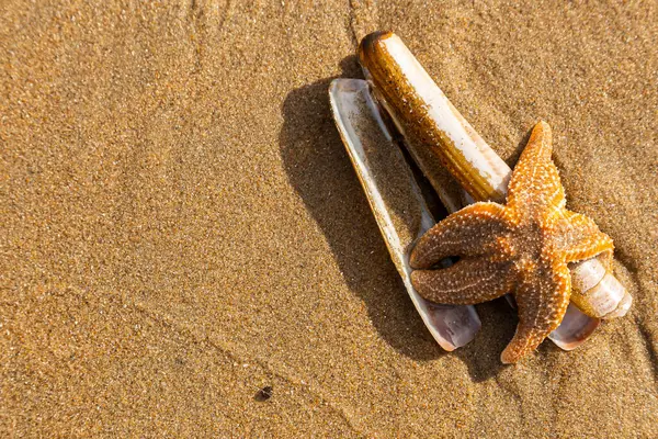 Yalnız yıldız balığı ve deniz kabuğu kumlu bir sahilde