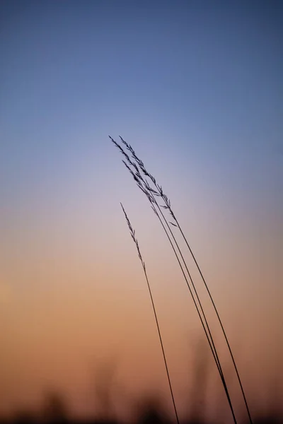 Gün batımında arka planda çimlerin ayrıntıları