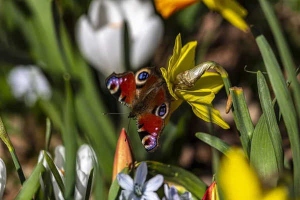Sarı çiçekte renkli bir kelebek