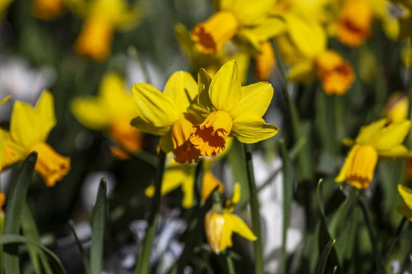Baharda sarı nergis tarlası