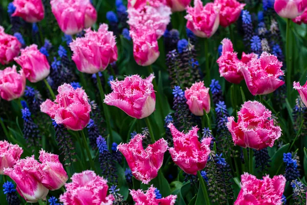 Field Pink Tulips Blue Flowers — Zdjęcie stockowe