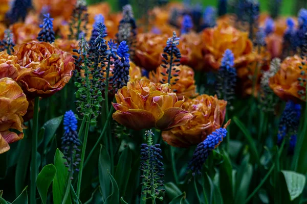 Front Detail Orange Tulips Blue Flowers — Zdjęcie stockowe
