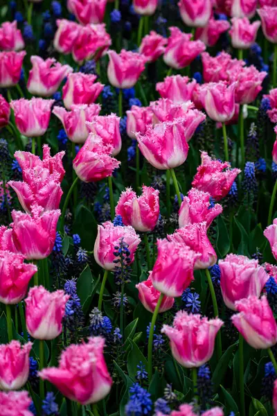 Pink Tulips Field Blue Flowers — Zdjęcie stockowe