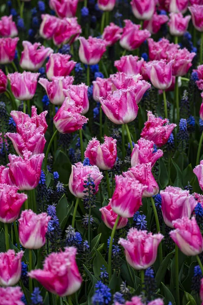 Mavi çiçekli bir tarlada pembe laleler
