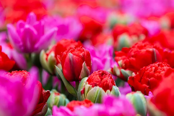 Close Red Tulip Pink Red Field — Zdjęcie stockowe