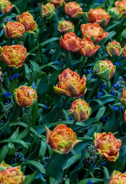 Orange Tulip Blossoms Field — Zdjęcie stockowe