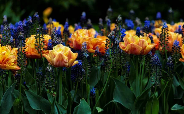 Turuncu lalelerin ve mavi çiçeklerin ön ayrıntıları