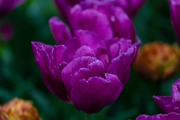 Zbliżenie Fioletowego Tulipana — Zdjęcie stockowe