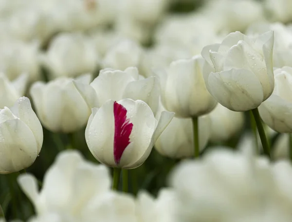 Beyaz ve kırmızı detaylı lale