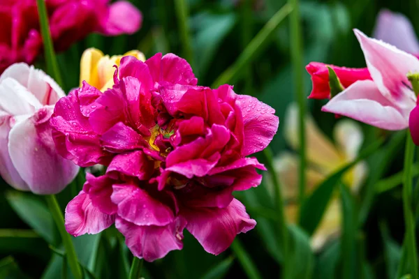 Çiçek tarlasında mor laleye yakın.