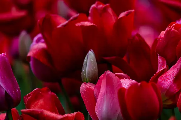 Tulip Blossom Red Tulip Field — Zdjęcie stockowe