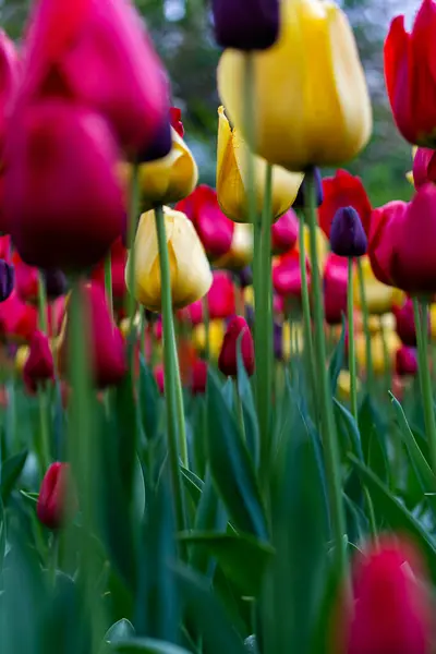Czerwony Żółty Tulipan Pole — Zdjęcie stockowe