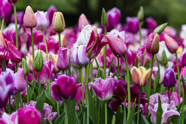 Pola Tulipanów Fioletowy Różowy — Zdjęcie stockowe