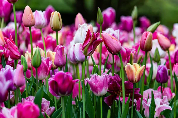 mor ve Pembe Lale alan