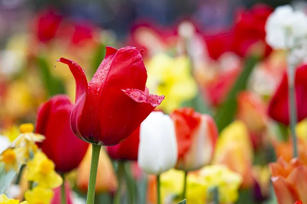 Cloe Red Tulip Blossom Tulip Field — Zdjęcie stockowe