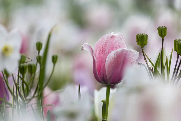 Pembe lale ve pastel çiçekler