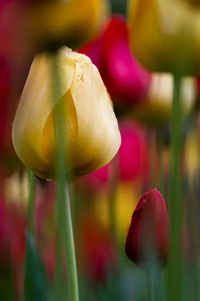 Blossom Yellow Tulip Hidden Tulip Field — Zdjęcie stockowe