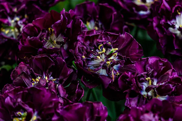 Mor laleleri kapatın.