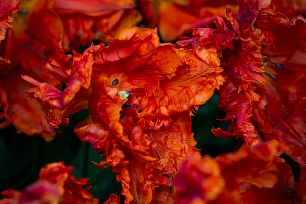 Nahaufnahme Von Roter Tulpe — Stockfoto