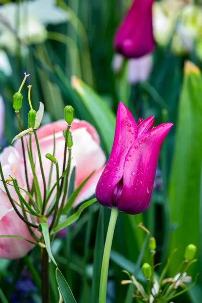 Bahçede mor ve pembe çiçekler