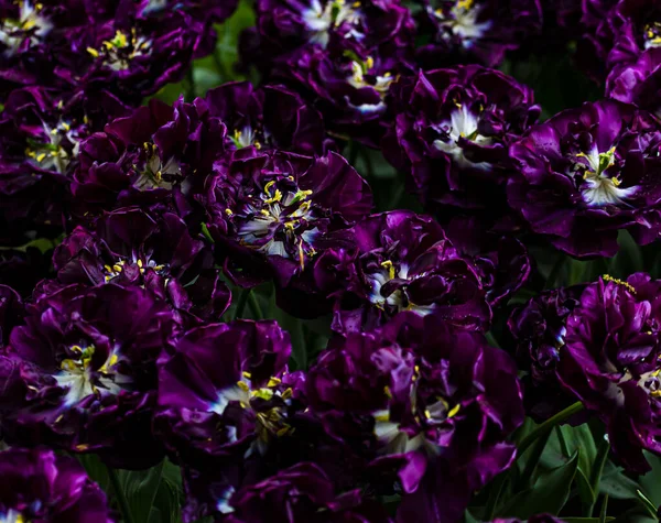 mor laleler ve sarı detaylar