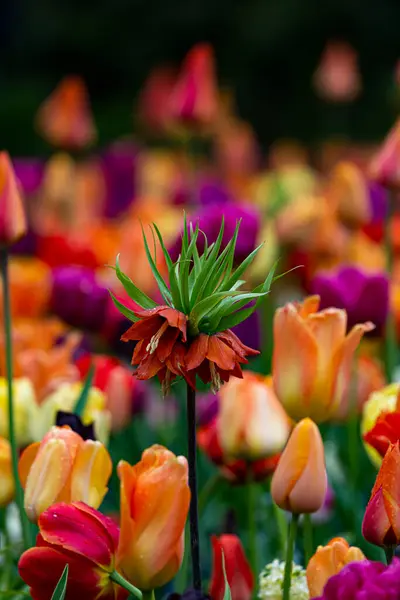 Orange Flower Tulip Field — Zdjęcie stockowe